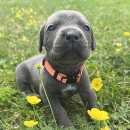 Orange Collar - Gray male Cane Corso puppy in Kingsport, Tennessee from Gray Cane Corsos