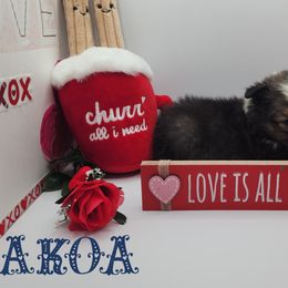 Shetland Sheepdog Puppies from DK'S Sassy River Shelties