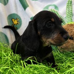 Boy 2 - Black and tan male Dachshund puppy in Andalusia, Alabama from Sweet Home Alabama Dachshunds
