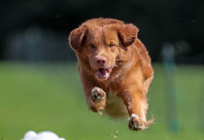 Toller lure coursing