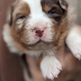 Girl 1 - Red merle Australian Shepherd puppy in Touchet, Washington from Frog Hollow Aussies