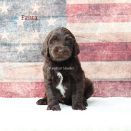 Fanta - Chocolate male Australian Labradoodle puppy in Hurricane, Utah from Red Desert Doodles