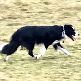 STELLA - Border Collie