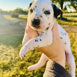 Daphne - White and black female Dalmatian puppy in Mt. Vernon, Texas from Double B