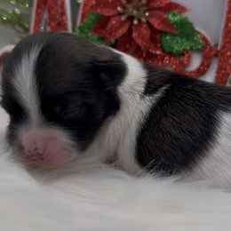 Tessa - AKC - Chocolate sable female Havanese puppy in Verden, Oklahoma from Holcombs Puppy Ranch