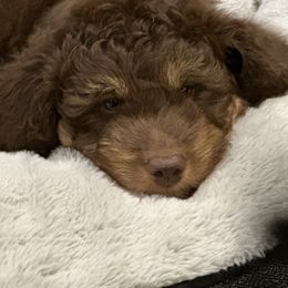 Aussiedoodle, Cavalier King Charles Spaniel, Cavapoo, and Labradoodle Puppies from Mc Doodles of Texas LLC