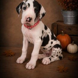 Puppy 6 - Harlequin female Great Dane puppy in Ocala, Florida from Oak Haven Great Danes