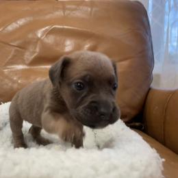 Buttercup - Gray and fawn female Cane Corso puppy in San Isidro, Texas from MTZCC Ranch, LLC