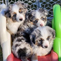 Miniature Australian Shepherds and Pembroke Welsh Corgis from Sharand MAS and Pembroke Welsh Corgis