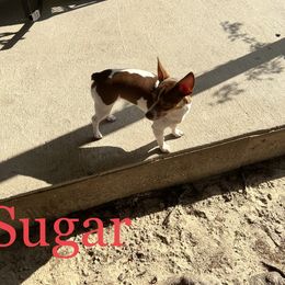 Sugar - Teddy Roosevelt Terrier