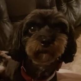 Ciara - Maltipoo