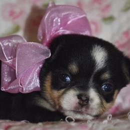 Willow - Black and tan female Chihuahua puppy in Gloucester, Virginia from Charlotte's Web of Chihuahuas