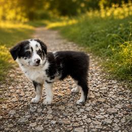 Nova - Blue merle male Miniature Australian Shepherd puppy in Macomb, Missouri from Faunus Farms and Aussies