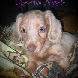 Umberlyn - Dachshund