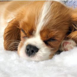 Cavalier King Charles Spaniel Puppies from Ikkes Cavaliers