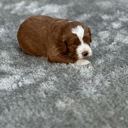 Boy 1 - Red  male Goldendoodle puppy in Cuero, Texas from Firestorm Kennel