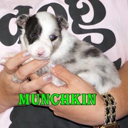 Munchkin - Bi Blue Boy - Blue merle male Toy Shetland Sheepdog puppy in Frazeysburg, Ohio from Mountain High Kennels