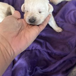 Girl 1- reserved for Four Corners Family - Yellow female Labrador Retriever puppy in Isanti, Minnesota from Four Corners Family Labs
