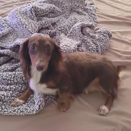 Maddie  - Dachshund