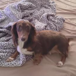 Maddie  - Dachshund
