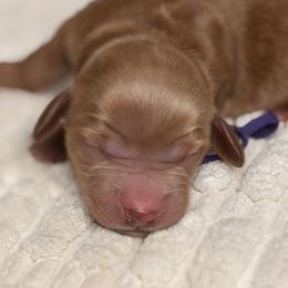 Purple - Apricot female Australian Labradoodle puppy in Citrus Heights, California from Elite Blend Labradoodles