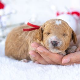 Cleo - Apricot female Poodle puppy in Fort Myers, Florida from Blossom Paws