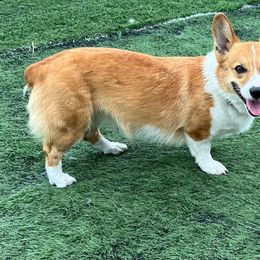 Daisy - Pembroke Welsh Corgi