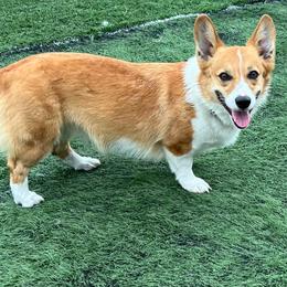 Daisy - Pembroke Welsh Corgi