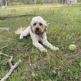 Cooper - Goldendoodle