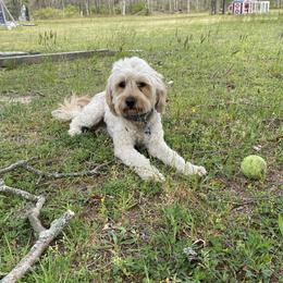 Cooper - Goldendoodle