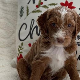 Aussiedoodles, Bernedoodles, and Goldendoodles from California Goldendoodle Ranch