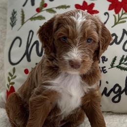 Aussiedoodles, Bernedoodles, and Goldendoodles from California Goldendoodle Ranch