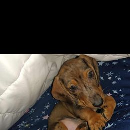 Dachshund Puppies from Mrs. B’s Mini Doxies