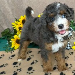 Gator - Blue merle male Bernedoodle puppy in Seymour, Missouri from D and D’s Dandy Doodles