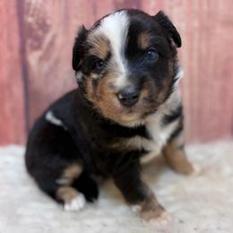 Jubilee - Lavendar - Blue merle female Australian Shepherd puppy in San Marcos, California from Faith Family Freedom Farm