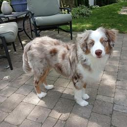 Miniature Australian Shepherd All Grown Up from Sunset Cowgirl Mini Aussies
