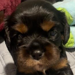 Cooper - Black and tan male Cavalier King Charles Spaniel puppy in Churchville, Virginia from Karma's Cavaliers