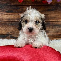 Aspen - Tri-color male Cavapoo puppy in Lancaster, Missouri from Cavapoo Acres