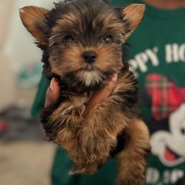 Noah - Black and gold male Yorkshire Terrier puppy in Palmdale, California from Pucci Pawfect