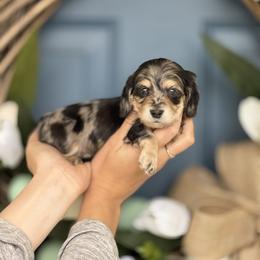 Super tiny- Black and Cream Dapple 5500 - Dapple male Dachshund puppy in North Branch, Michigan from Monarch Miniature Dachshunds