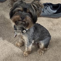 Queen - Yorkshire Terrier