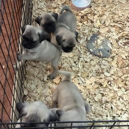 Boy 2 - Fawn male Pug puppy in Brooksville, Florida from Windsorsprings