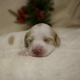 Cooper - Piebald male Dachshund puppy in Chillicothe, Ohio from Brittney's Dachshunds