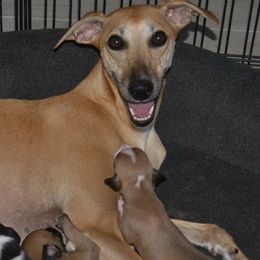 Scarlet - Whippet