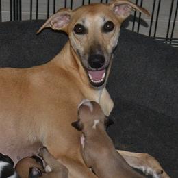 Scarlet - Whippet