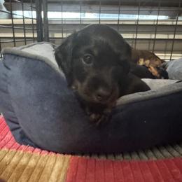 Ty (Red) - Black and tan male Dachshund puppy in Humble, Texas from Foley Dachshunds