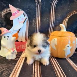 Milan - Orange sable female Pomeranian puppy in Success, Missouri from Sweet Success