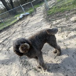 Mobius - Goldendoodle