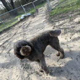 Mobius - Goldendoodle