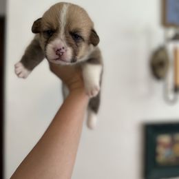 Boy 1 - Pembroke Welsh Corgi puppy in Cheshire, Oregon from Corgi Pie